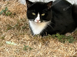 1 year old male cat