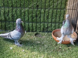 Turkish pigeons