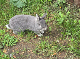 2 years old dwarf rabbit, friendly wormed and fleed