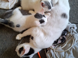 mum cat and 3 kittens