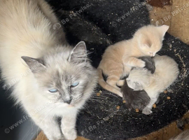 Ragdoll x female kitten