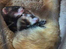 6 month old male ferrets
