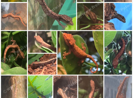 Mourning geckos
