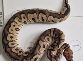 Royal pythons for sale clowns