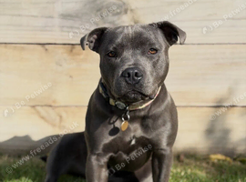 Bella
