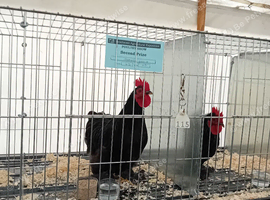 Pekin Cockerell free to a good home.