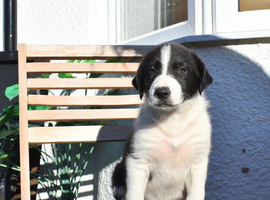 Border Collie Puppies