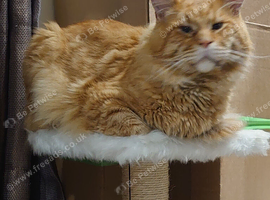 Mature male Maine Coon