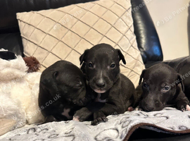 Stunning Lurcher puppies