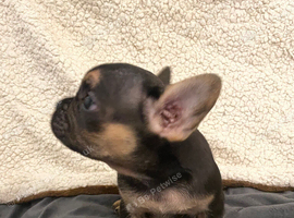 Last two chunky pups left