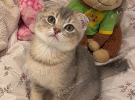 Scottish fold x British shorthair kitten