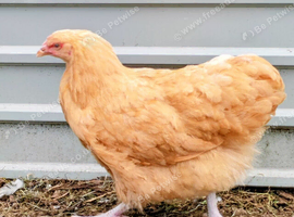 Buff Orpington pullets for sale