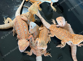 Baby bearded dragons red