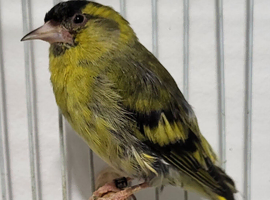 Mutation British Birds (Goldfinch, Redpoll & Siskins)