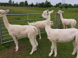 Four white female Alpacas