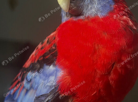Parrot with free standing cage