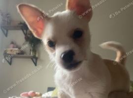 Border jack puppies boy and girl