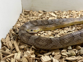 Male Motley Pastel Corn Snake - Sen