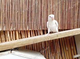 Proven adult peachfaced lovebirds