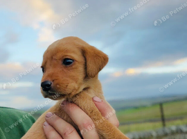 2 gorgeous Labrador puppies still available