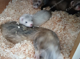 Young kits for sale
