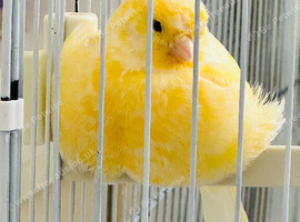 Yellow Canary