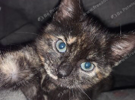 20 week old kitten