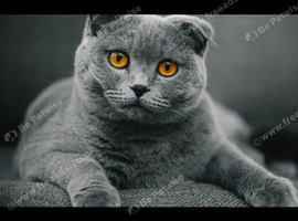 Absolutely Stunning Scottish fold