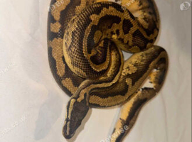 Pastel yellowbelly pied