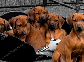 Rhodesian Ridgeback Puppies