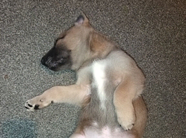 Belgian malinois x german Shepherd puppie last one