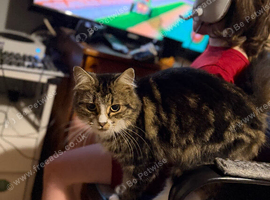 I have 3 cats looking for their forever home