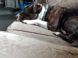 4 year old staffy