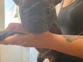 Frenchie Blue Girl