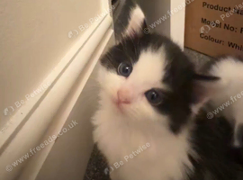 3 Beautiful Fluffy Black & White femal kittens and one black male kitten -Mix breed Kittens - Loving Homes Wanted
