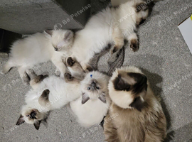 Home raised ragdoll kittens