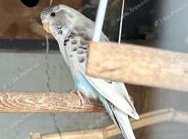 Baby Budgies