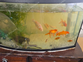 FISH AND TANK
