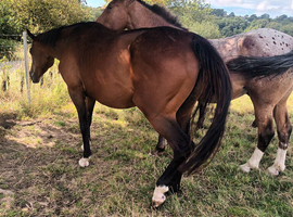 Irish tb mare