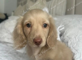 Miniature Dachshund Puppies