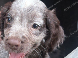 Cocker spaniel pups all ready to go