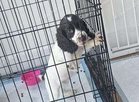 9 week old cocker spaniel puppy
