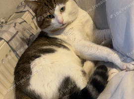 Tom cat