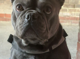 Stunning dog
