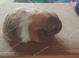 Baby sheltie sows