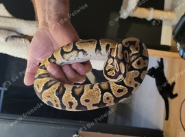 Royal python