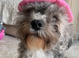 2 male bichon x shih tzu x yorkshire terrier dogs
