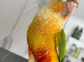 Rio needing a loving home (can discuss price)