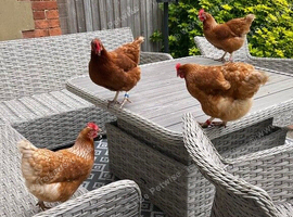 Point of lay chickens for sale - Leatherhead, Surrey