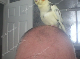 baby cockatiel tame